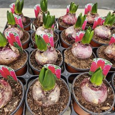 구근식물 히아신스 히야신스 흰색 분홍 보라, 1개