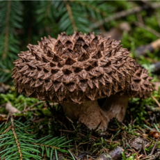자연건조능이 최상품 냉동능이버섯 모든 요리에도 어울리는 약재 능이버섯, 1박스, 건능이특A급1kg