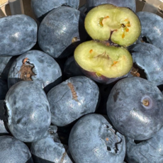 (산지직송) 국내산 생 블루베리, 1개, 14m200g