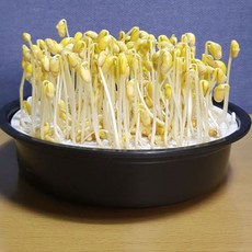 콩나물 기르기 재배기 콩 키우기 키트 30g 증정, 1세트