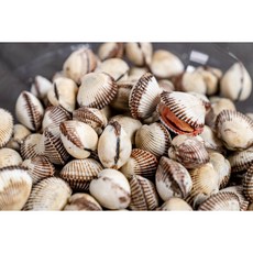 [싱싱 탱글] 밥도둑 벌교 여자만 새꼬막, 2세트, 중 1kg (105미 내외)