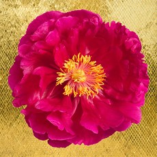 풍수아트 센스있는 개업 집들이 선물 황금 해바라기 그림 골드 연꽃 모란꽃 액자 거실 현관 인테리어, 4.골저스레드