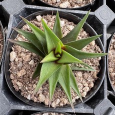 구층탑 S 다육이 데스크테리어 홈가드닝 키우기쉬운식물, 단일, 1개