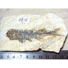 전시용 물고기 과학 표본 지질학 수석 화석, 늑대지느러미 물고기 78