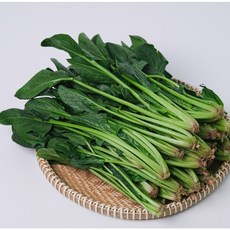 해풍맞은 남해안 시금치 보물초 고룡초 섬초, 500g, 1개