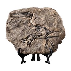 사실적표본 공룡화석 익룡모형 암석 과학캠프 놀이과학 어린이과학놀이세트 수업용, 1개