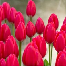 [나은식물원]34.[튤립 모종] 체리 딜라이트-10cm 2포트