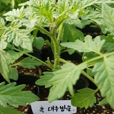 흑 방울토마토 모종(블랙 방울토마토)(한정판 입니다.물량소진시 주문종료합니다)
