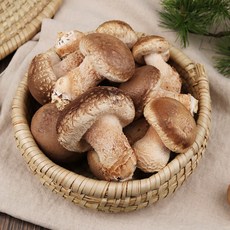 송이향이 나고 식감이 쫄깃한 무농약 송화고버섯 1kg(상)