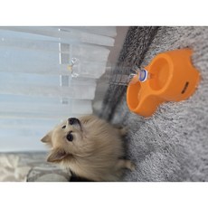 반려동물 모던 급수식기 2구, 오렌지, 1개