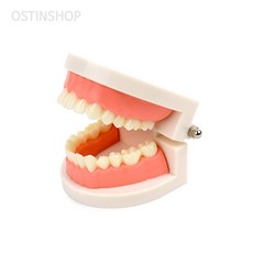 오스틴샵 치아모형 치아모형틀