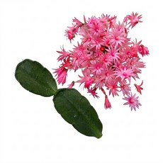 봄원종 연핑크 커팅 수입 게발선인장 공기정화식물, 1개, 단일