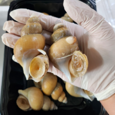 [당일조업] 산지직송 자연산 동해 포항 활 백고동 생물 백골뱅이 소 중 대 특대, 1개, 1kg 내외(소)