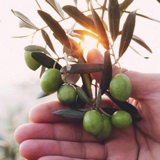 설선물세트 아보아칸 올리브 오일 추석 선물세트 핑크골드 3호