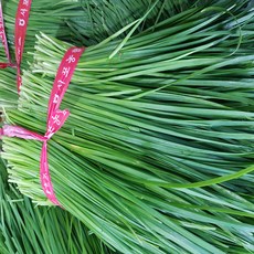 공룡나라 농산물 국내산 노지 부추 1단 (1.7kg내외) 정구지 1단, 1개