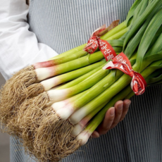 자연가득 산뜻한 향과 알싸한 맛 노지 풋마늘 1kg-3kg, 1kg