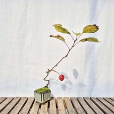 미니 사과 도자기 분재 반려 식물 책상 화분 키우기