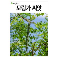모링가 씨앗 10알 슈퍼푸드 모링가 종자 나무 씨 희귀 자람종묘, 1개