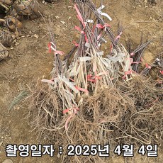 충주원예조경 / 사과나무 / 홍로 / 접목1년 / 1등묘, 1개