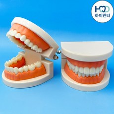 하이덴티 치아모형 양치교육 구강 입 모형, 1개