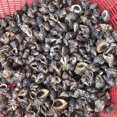 안면도 자연산 바다고동 대숙 미니고동 맵고동, 4키로, 1개