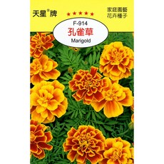 【野菜部屋】孔雀草Marigold 種子 穗耕種苗 天星牌 F-914, 1包