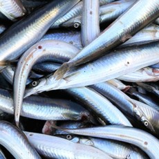 속초 제철 양미리 조업 급냉 반건조 고성 구이 조림 찌게 자연산 겨울 생선, 생물 양미리1kg, 1개, 1kg