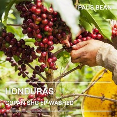 생두대빵 온두라스 SHG EP 생두, 1개, 500g