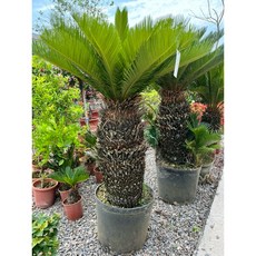 霏霏園藝 20年鐵樹盆栽 (1-5吋盆/150公分高) - 高頭部30公分以上