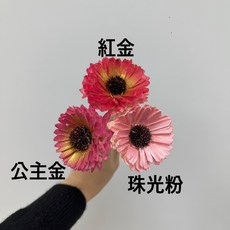 花藝夢 百日菊索拉 6公分 乾燥花/永生花/不凋花/擴香花/畢業花束 (整把十支), 公主金