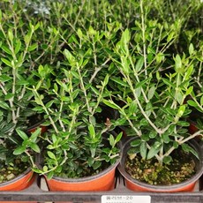 올리브나무 3개발송 소품 아르베키나 열매 열리는 품종, 1개, 기본