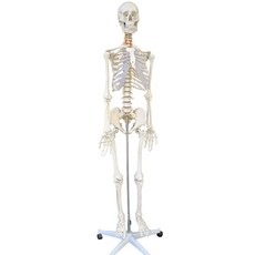 인체 골격 모형 교구 실습 조립 교육 대형 의대 과학실 관절 혈관 과학, 170cm 전신 근육