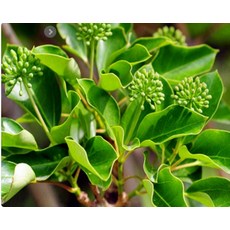 황칠나무 묘목 황칠묘목 2년생 약용수 나무묘목YS