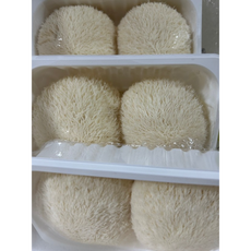 국내산] 당일수확 농장직송 생 노루궁뎅이버섯 1차생산버섯 생버섯, 1박스, 생노루궁뎅이버섯 3팩(약 500g)