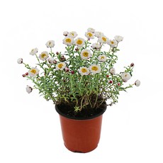 갑조네 종이꽃 공기정화식물 인테리어식물 생화 꽃화분, 1개