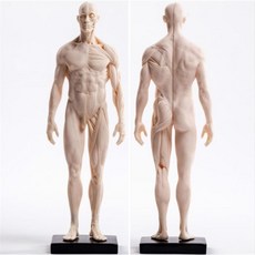 人體結構模型 肌肉骨骼雕塑 模擬繪畫臨摹 美術生專用, PU30cm男皮膚白胚, 1個