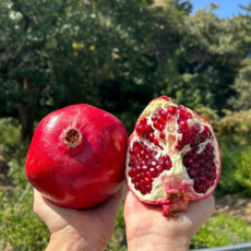 [쁘띠루] 고당도 프리미엄 석류 과즙가득 항산화 과일 선물용, 1세트, 3kg (9과 내외)