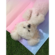 강아지 여름 쿨링 매트 큰 아이스 방석 방열 쿨매트 ehd+103uc