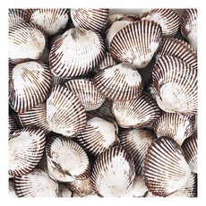 [푸르젠] [산지직송] 벌교 김흥구님의 갯벌 새꼬막 2kg (중품), 상세 설명 참조, 상세 설명 참조