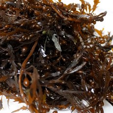 요즘먹거리 생물 모자반 몰 1kg 당일작업 신선배송 갈조류 해초무침, 1개