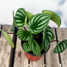 수박 페페로미아 싱그러운 플랜테리어 인테리어 페페로미아 식물 화분 수경재배 탁상용 관엽 작은 패턴