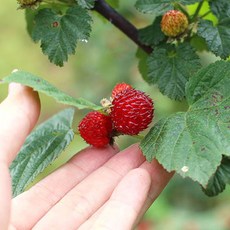 25년 고창 산딸기 급냉 흑산딸기 라즈베리 생과, 1박스, 2kg