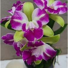 [신라난농원]카틀레야 빌리지 치프 노스.Rlc.Vallage Chief north.특대품.토분.아주예쁜색.귀한종이며 화려한색.(그린색바탕에붉은립프).꽃대없음.인기상품.필독뒷사진참고, 1개