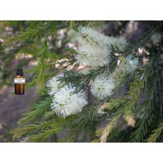 澤茶樹純精油 rosalina pure essential oil, 1個, 1000ml