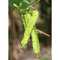 野菜部屋 翼豆種子 中包裝 又稱四角豆, 1包