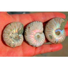 조개화석 암모나이트 화석 모로코에서 발견된 3개의 화석화된 달팽이 암모나이트 여러 가지, 2개 50-60g