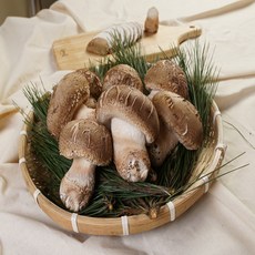 일등농수산 산지직송 국내산 송화고버섯, 1개, 500g(정품)