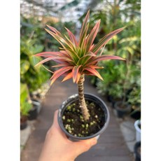 드라세나 마지나타 레인보우스타 외목대 소품 반려식물 올플랜츠, 1개