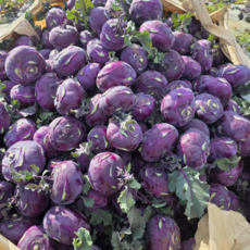 농장직송 고당도 제주 콜라비 특품, 1박스, 3kg