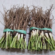 생당귀뿌리 당귀뿌리 일당귀 생당귀 햇당귀 생식용, 1개, 700g